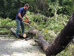 Best Storm Damage Tree Cleanup  in Winter Beach, FL